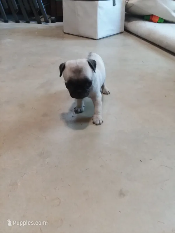 Lillie (AKC) – Pug puppy for sale in Rocky Mount, VA