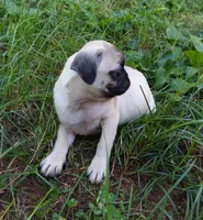 Lillie (AKC), a female Pug for sale in Rocky Mount, VA – 2 of 2