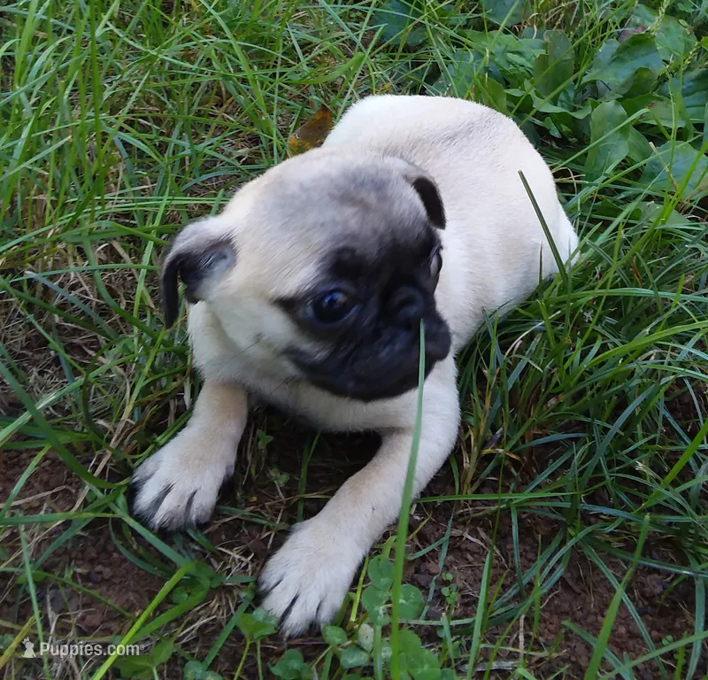 Lillie (AKC) – Pug puppy for sale in Rocky Mount, VA