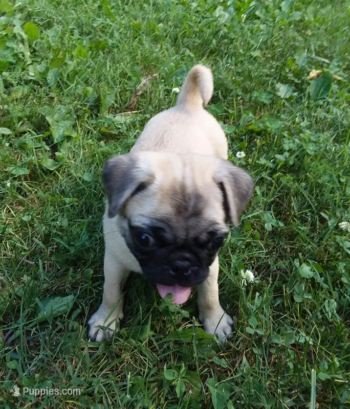 Max – Pug puppy for sale in Rocky Mount, VA