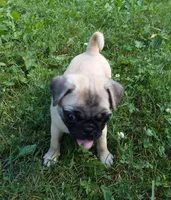 Max, a male Pug for sale in Rocky Mount, VA – 1 of 9