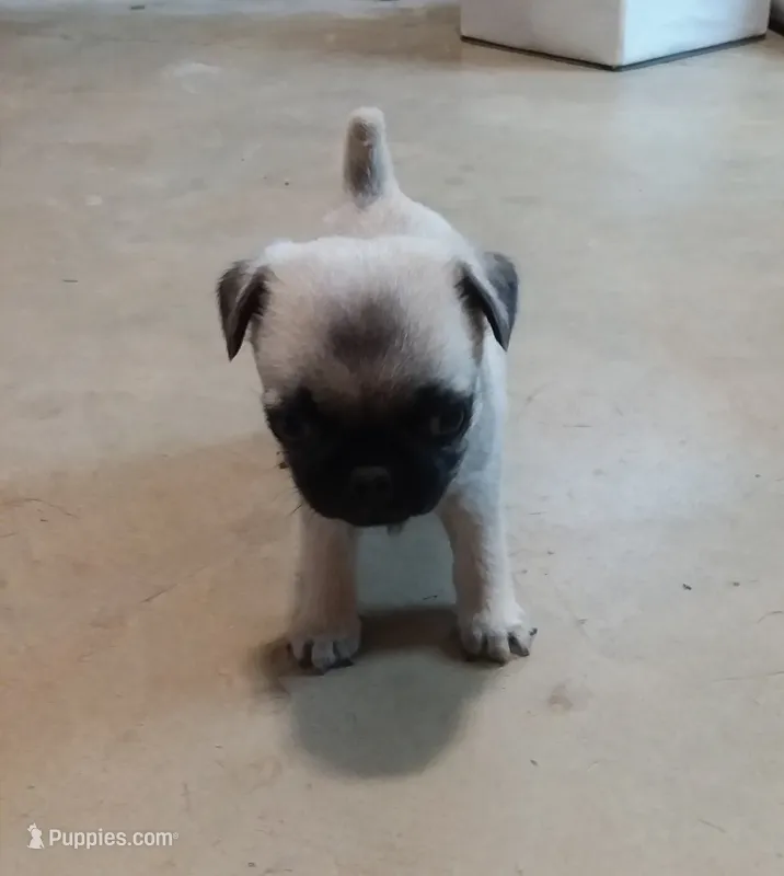 Daisy (AKC) – Pug puppy for sale in Rocky Mount, VA
