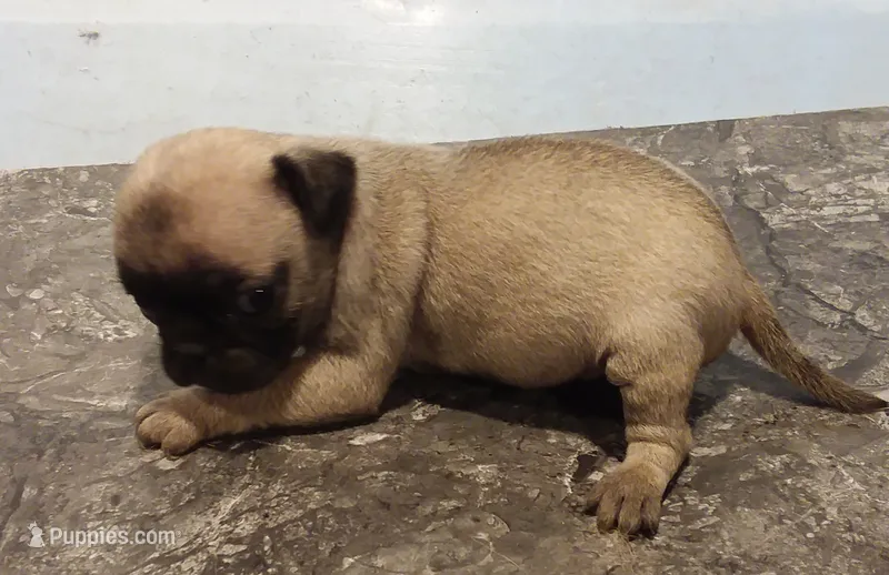 Lillie (unrestricted AKC) – Pug puppy for sale in Rocky Mount, VA