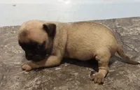 Lillie (unrestricted AKC), a female Pug for sale in Rocky Mount, VA – 1 of 6