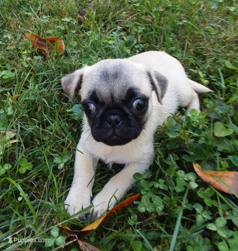Daisy (AKC) – Pug puppy for sale in Rocky Mount, VA