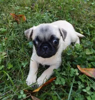 Daisy (AKC), a female Pug for sale in Rocky Mount, VA – 1 of 2