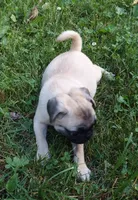 Max, a male Pug for sale in Rocky Mount, VA – 7 of 9