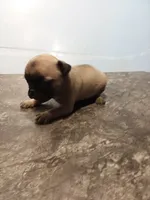 Lillie (unrestricted AKC), a female Pug for sale in Rocky Mount, VA – 6 of 6