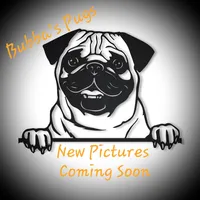 Lillie, a female Pug for sale in Rocky Mount, VA – 1 of 1