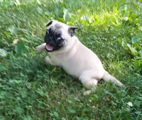 Max, a male Pug for sale in Rocky Mount, VA – 4 of 9