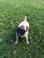 Max, a male Pug for sale in Rocky Mount, VA – 8 of 9