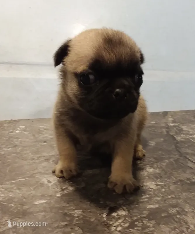 Daisy – Pug puppy for sale in Rocky Mount, VA