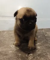 Daisy (unrestricted AKC), a female Pug for sale in Rocky Mount, VA – 1 of 3