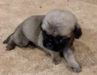 Missy, a female Pug for sale in Rocky Mount, VA – 1 of 2