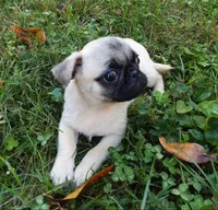 Daisy (AKC), a female Pug for sale in Rocky Mount, VA – 2 of 2