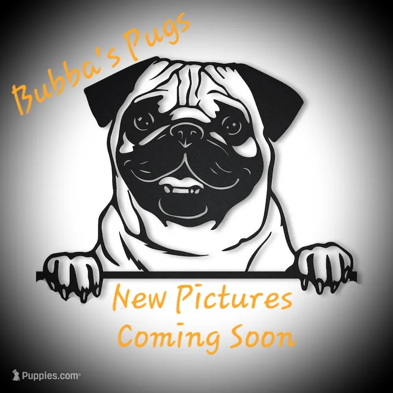 Daisy – Pug puppy for sale in Rocky Mount, VA