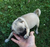 Max, a male Pug for sale in Rocky Mount, VA – 2 of 9