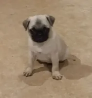 Max, a male Pug for sale in Rocky Mount, VA – 5 of 9