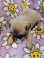 Max, a male Pug for sale in Rocky Mount, VA – 2 of 3