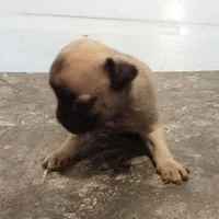 Lillie (unrestricted AKC), a female Pug for sale in Rocky Mount, VA – 3 of 6