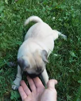 Max, a male Pug for sale in Rocky Mount, VA – 9 of 9
