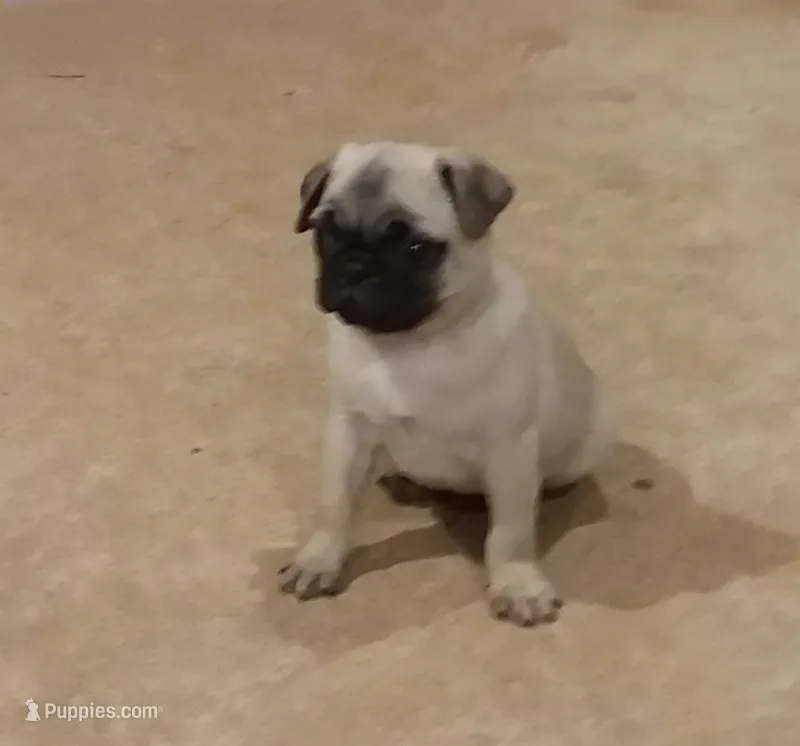 Max – Pug puppy for sale in Rocky Mount, VA