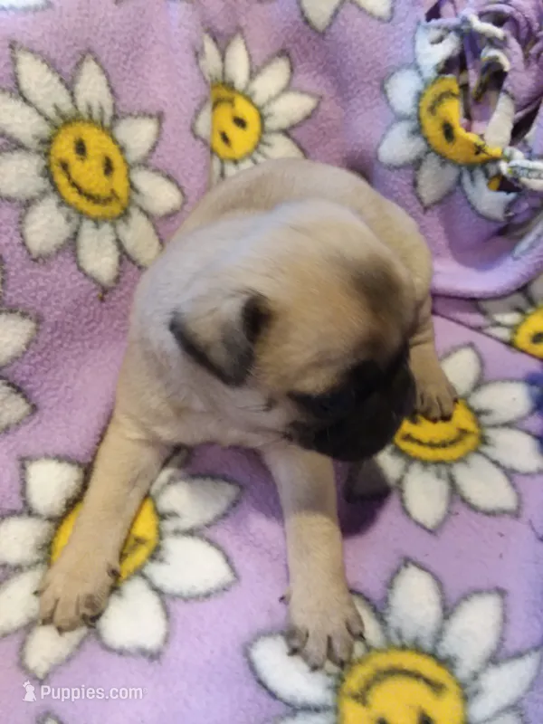 Max – Pug puppy for sale in Rocky Mount, VA