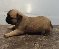 Daisy (unrestricted AKC), a female Pug for sale in Rocky Mount, VA – 3 of 3