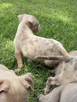 Lilac Merle’s , a male American Bully for sale in Ypsilanti, MI – 10 of 10