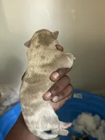 Lilac Merle’s , a male American Bully for sale in Ypsilanti, MI – 7 of 10