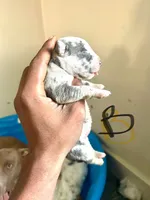 Lilac Merle’s , a male American Bully for sale in Ypsilanti, MI – 2 of 10
