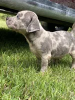 Lilac Merle’s , a male American Bully for sale in Ypsilanti, MI – 5 of 10