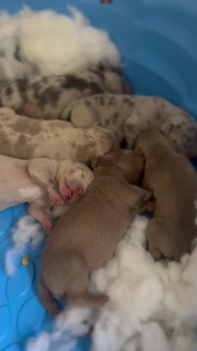 Lilac Merle’s , a male American Bully for sale in Ypsilanti, MI – 9 of 10