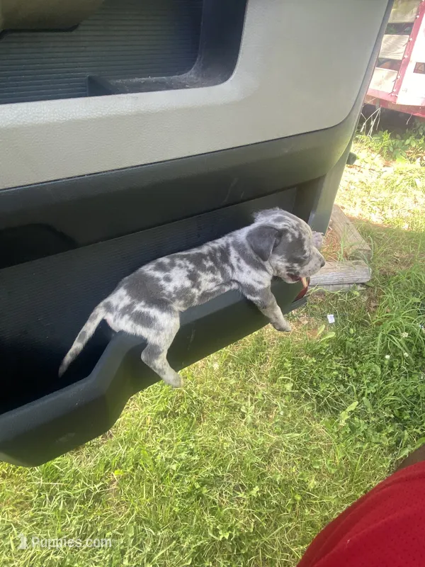 Lilac Merle’s  – American Bully puppy for sale in Ypsilanti, MI