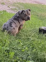 Lilac Merle’s , a male American Bully for sale in Ypsilanti, MI – 8 of 10