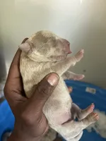 Lilac Merle’s , a male American Bully for sale in Ypsilanti, MI – 3 of 10