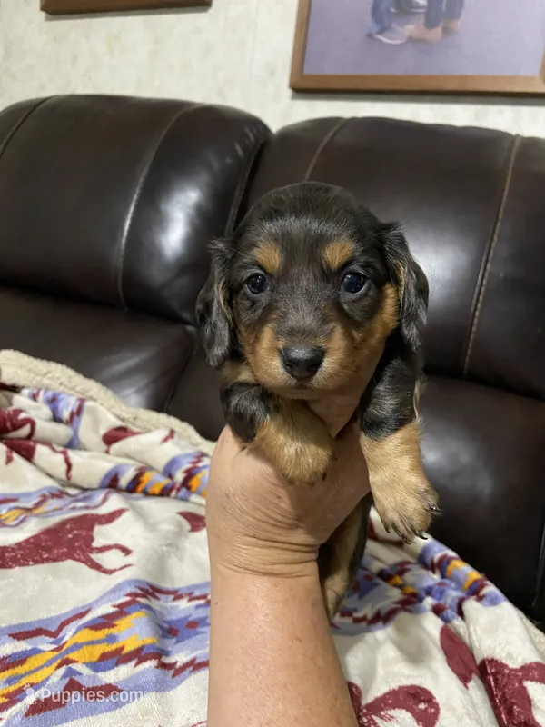Mini Long Haired black and tan dapple – Miniature Dachshund puppy for sale in Sharps Chapel, TN