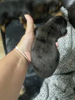 Mini Long Haired black and tan dapple, a female Miniature Dachshund for sale in Sharps Chapel, TN – 3 of 3