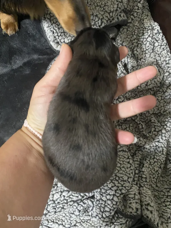 Mini Long Haired black and tan dapple – Miniature Dachshund puppy for sale in Sharps Chapel, TN