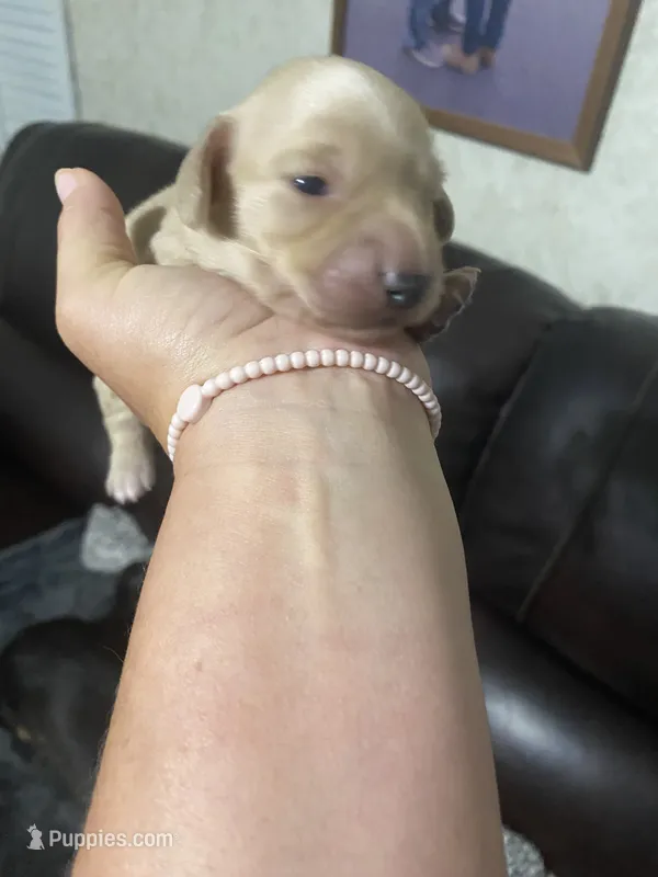 Cream Mini long Haired Dachshund – Miniature Dachshund puppy for sale in Sharps Chapel, TN