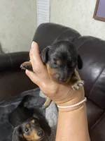 Mini Long Haired black and tan dapple, a female Miniature Dachshund for sale in Sharps Chapel, TN – 2 of 3
