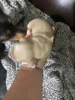 Cream Mini long Haired Dachshund, a female Miniature Dachshund for sale in Sharps Chapel, TN – 2 of 2