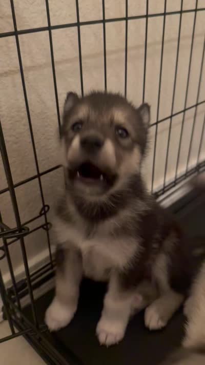 None, a female Alaskan Malamute and Alaskan Husky for sale in Rio Rancho, NM – 8 of 8