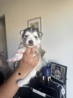 None, a female Alaskan Malamute and Alaskan Husky for sale in Rio Rancho, NM – 6 of 8