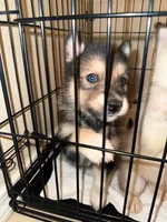 None, a female Alaskan Malamute and Alaskan Husky for sale in Rio Rancho, NM – 2 of 8