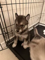None, a female Alaskan Malamute and Alaskan Husky for sale in Rio Rancho, NM – 7 of 8