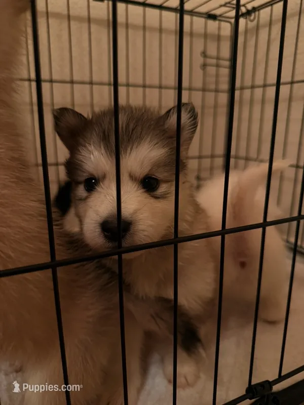 None – Alaskan Malamute, Alaskan Husky puppy for sale in Rio Rancho, NM