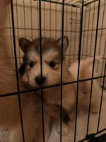 None, a female Alaskan Malamute and Alaskan Husky for sale in Rio Rancho, NM – 1 of 8
