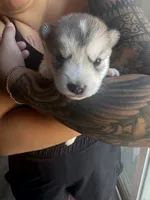 None, a female Alaskan Malamute and Alaskan Husky for sale in Rio Rancho, NM – 5 of 8