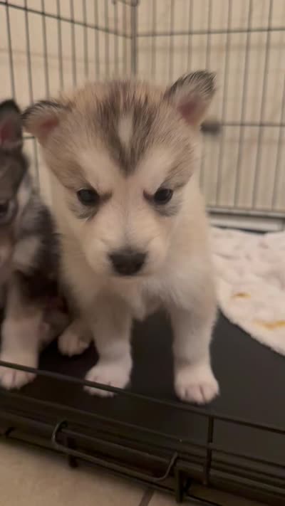 None, a female Alaskan Malamute and Alaskan Husky for sale in Rio Rancho, NM – 4 of 8